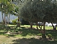 עצי הנוי ברחבת הטכסים